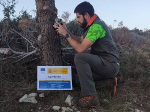 Concluye la campaña de monitorización de población de jabalíes del GO PREVPA en la provincia de Castellón