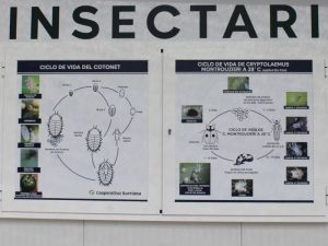 Aprobada la línea de ayudas para creación y mantenimiento de insectarios frente al ‘cotonet’