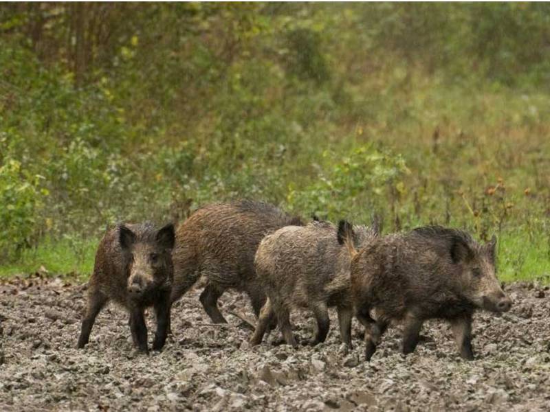 Benlloch demanda «esperas de caza» ante la proliferación de jabalíes en el paisaje protegido del Millars