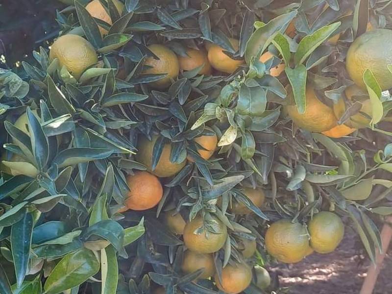 Compromís defensa en el ple de Moncofa la campanya de la taronja