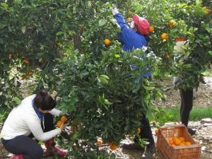 Suspendida ‘temporalmente’ la huelga de recolectores/as de cítricos