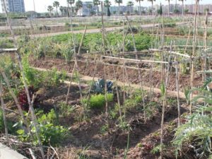 Fomento de alimentación saludable con una campaña de dinamización en los huertos urbanos de Castellón