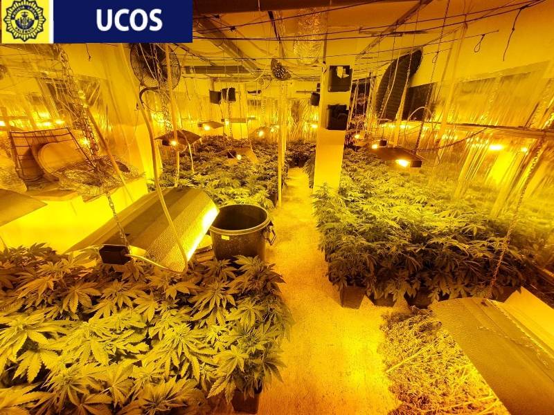 Desmanteladas 597 plantas de marihuana en un piso de Valencia por las vibraciones de los aparatos de ventilación y el fuerte olor