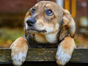 Bioparc acoge el desfile de perros abandonados en busca de hogar de la protectora AUPA