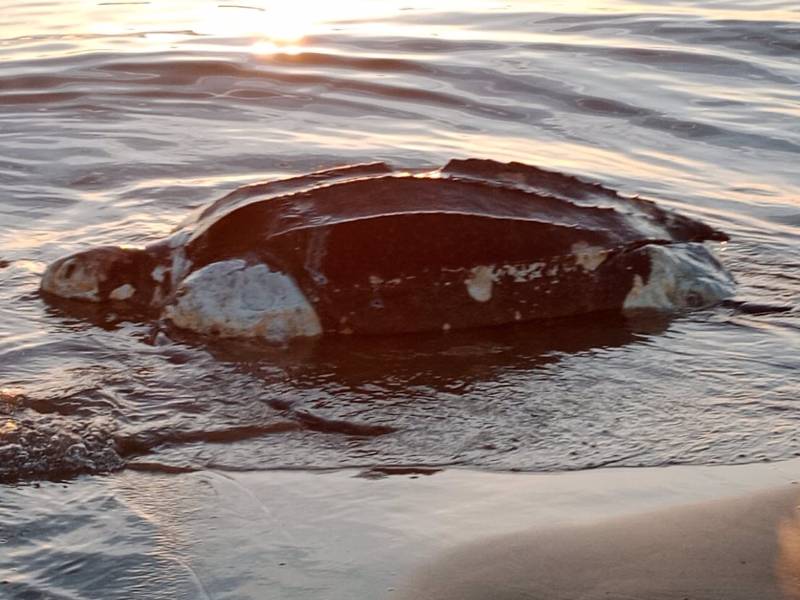 La tortuga Laud, la más grande del mundo, aparece en la playa de Castellón