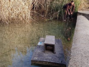 Control del visón americano en el Paisaje Protegido de la Desembocadura del río Mijares