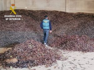 29 detenidos por robos de algarroba en la Plana Alta y L’Alcalaten