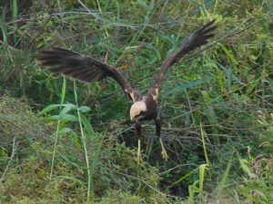 Censo de invierno de agiluchos laguneros de la desembocadura del Mijares