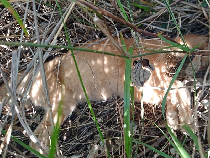 Brutal envenenamiento de 50 gatos en Burriana