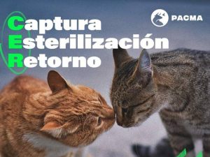 PACMA pide solución urgente al tema de los felinos de Almazora