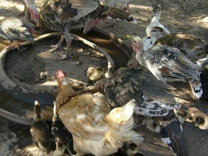 Prohibiciones sobre pájaros y aves de corral ante el incremento de casos de gripe aviar