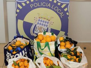 Pillados por la Policía Local de Nules robando naranjas