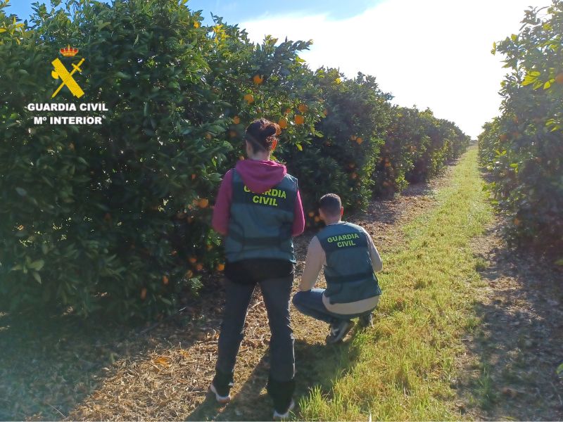 Dos detenidos por robar 22 toneladas de cítricos en Sant Jordi y Vinaròs