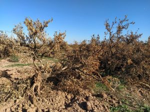 Aumentan las tierras agrarias abandonadas en la Comunitat Valenciana