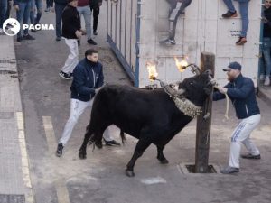 PACMA denuncia el ‘maltrato animal’ de los toros embolados en las fiestas de Sant Antoni de Castelló