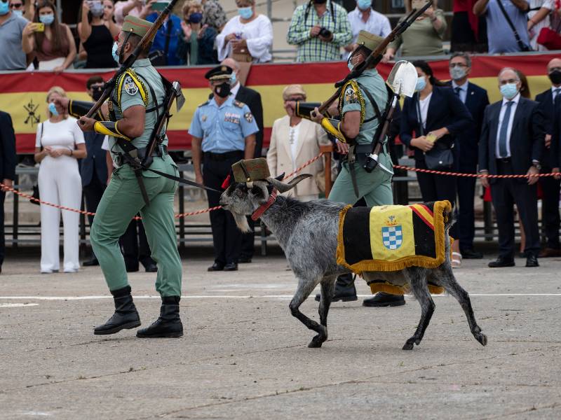 La cabra de la Legión, el buey y el burro del Belén, excluidos de la Ley de Bienestar Animal