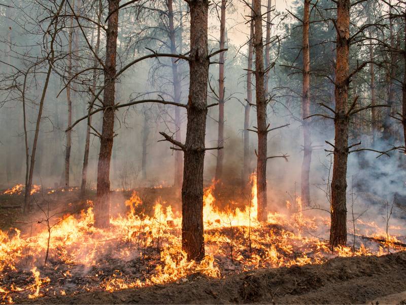 Declarado incendio en Sax (Alicante) – La Comunidad Valenciana arde en llamas en el inicio de 2023