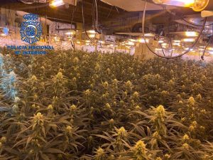 Incautada gran plantación indoor de marihuana en Chella (Valencia)