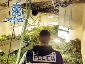 Una plantación indoor de 278 plantas de marihuana es desmantelada en Elda-Alicante