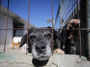 Todo lo que debes saber de la Nueva Ley de Protección Animal 2023