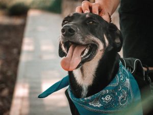 La Ley de Bienestar Animal es aprobada de manera definitiva por el Congreso