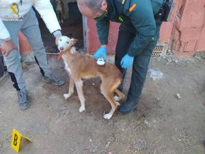 Detenido el sospechoso de robar dos perros de caza en Anna