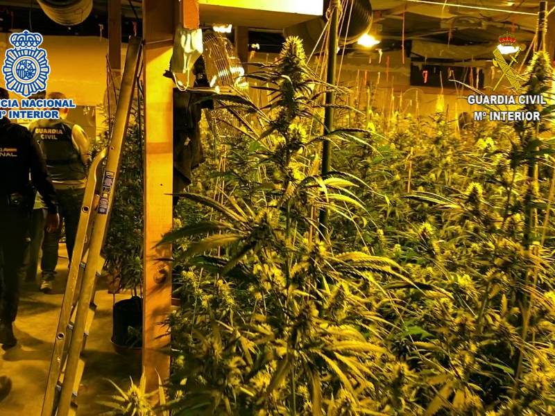 Desmantelada organización por cultivo de marihuana y distribución internacional – Elche (Alicante)