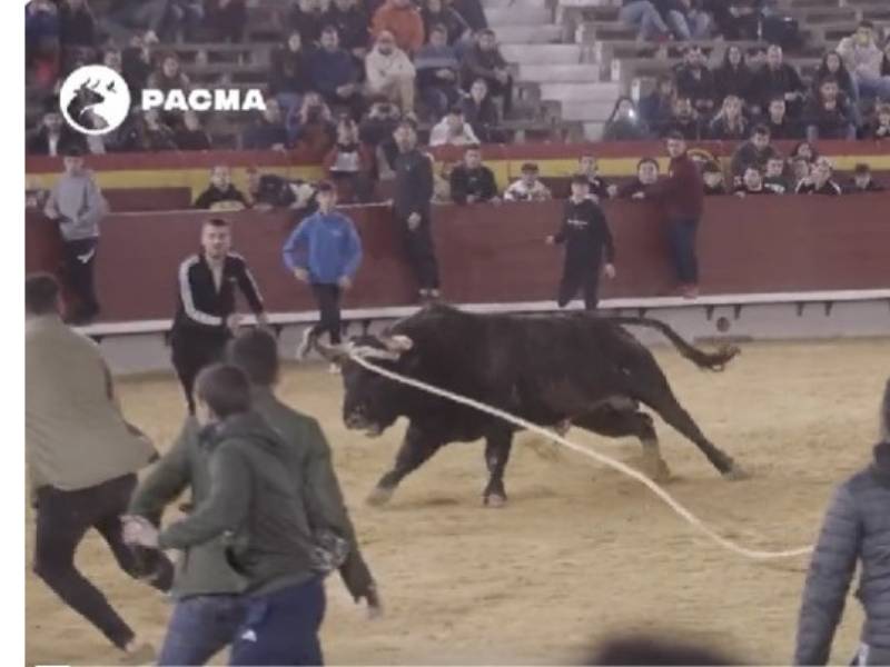 PACMA denuncia la ‘crueldad taurina’ en Castellón durante las fiestas de la Magdalena 2023