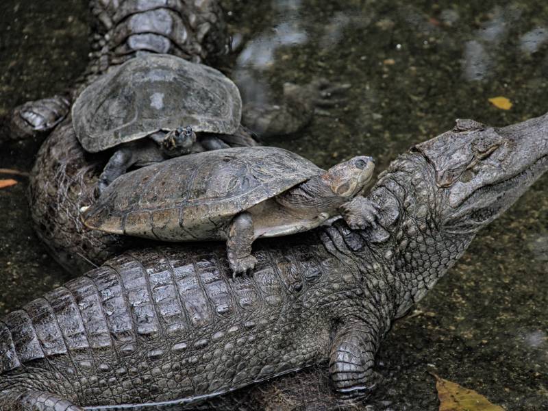 Tortugas y cocodrilos en peligro de extinción, según estudio de la Universidad de Alicante