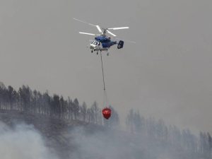 Rebrotes del incendio de Villanueva de Viver- Castellón