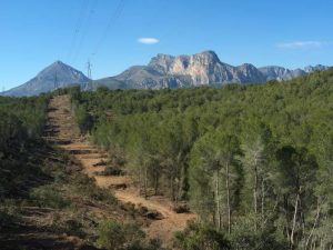 Contratación de desempleados para conservación forestal a través de Labora