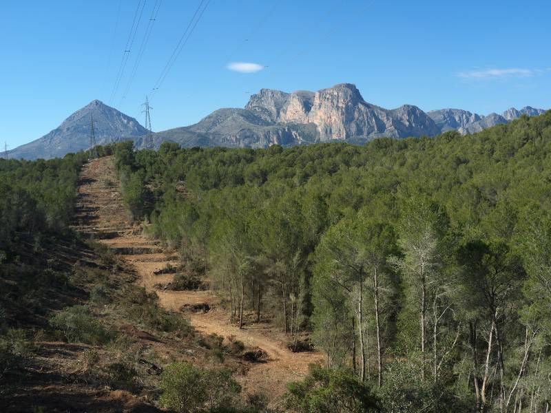 Contratación de desempleados para conservación forestal a través de Labora