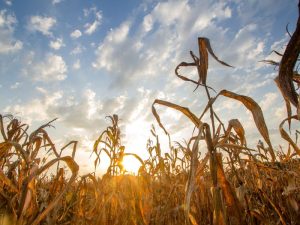 El cambio climático en la Comunitat Valenciana obliga a crear una ‘comisión técnica’ para afrontar las emergencias