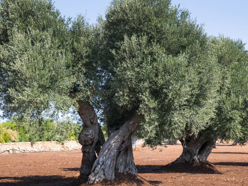 Curso de formación «Poda en el Olivar» en la provincia de Castellón promocionado por Intercoop y Diputación