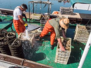 División entre la Cofradías de Pescadores de la provincia de Castellón