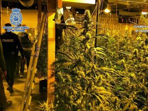 Detenidos por robar en un almacén con plantación indoor de marihuana en Elda – Alicante