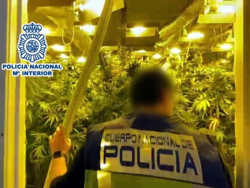 Plantación industrial de marihuana en una nave de Cox (Alicante)