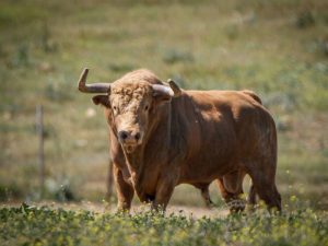 Programación de los 17 toros ‘Fiestas Santa Quitèria 2023 Almassora’ – Castellón