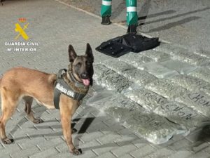 Detenido en la Ribera de Cabanes con 26 kilos de cogollos de marihuana y polen de hachís – Castellón