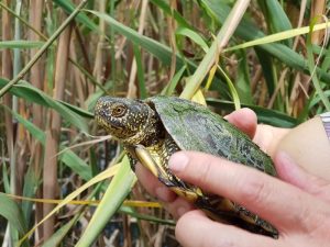 Se buscan voluntarios para el estudio y conservación de las tortugas autoctónas valencianas