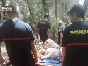 Semana de rescates para los Bomberos de Castellón: Perro, abejas, halcón y jabalí