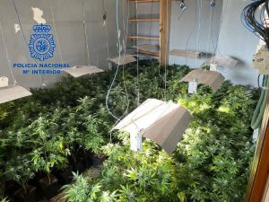 Cuatro detenidos por tráfico de marihuana y cocaína en Alzira (Valencia)