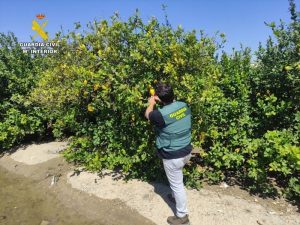 Detienen a dos empresarios por estafa en la compraventa de 60 toneladas de limones de agricultores de Orihuela y Alicante