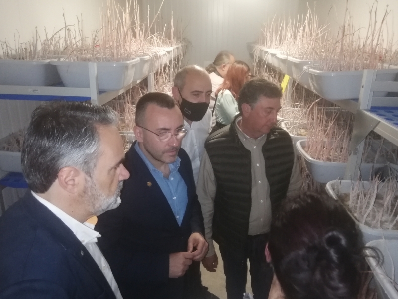 Subvenciones a cooperativas para crear insectarios y hacer frente al ‘cotonet’ en la provincia de Castellón