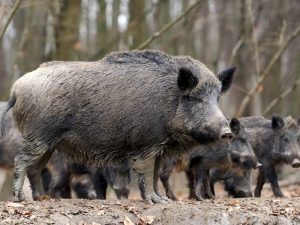 Conselleria de Agricultura abre procedimiento para las ayudas de control de población del jabalí en la Comunitat