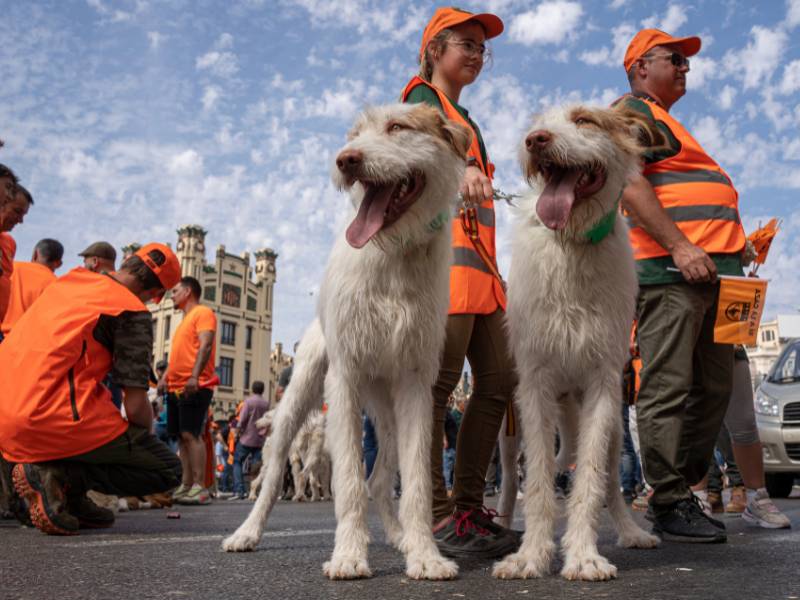 La ONG AnimaNaturalis dará 3.000 euros a quien «demuestre que la Ley de Bienestar Animal impide la caza»