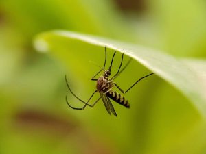 ITI utiliza la inteligencia artificial (IA) para combatir al mosquito tigre