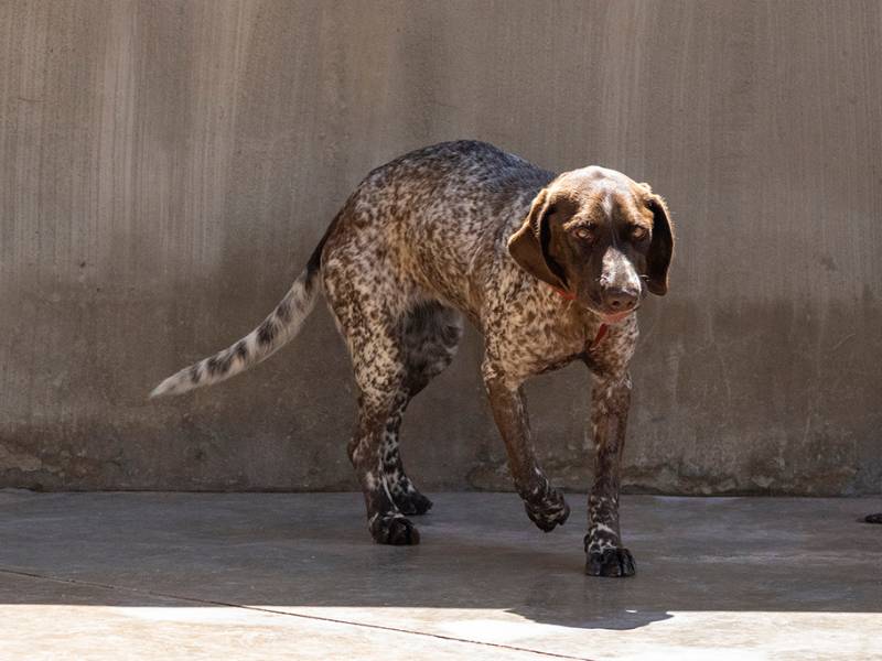 30 perros y perras buscan hogar en el 22º Desfile de perros abandonados de A.U.P.A. y Fundación BIOPARC- Valencia