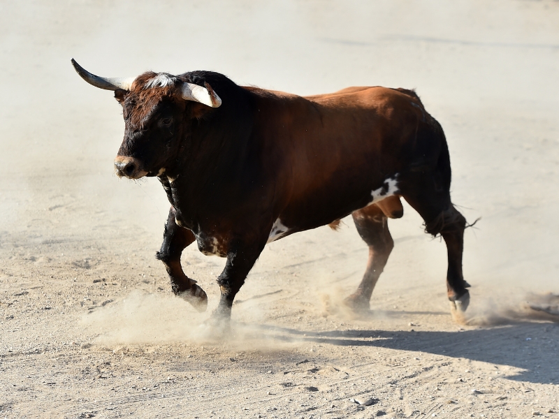 Los toros de Torrehandilla abren la semana grande «Santa Quitèria 2023» de Almassora – Castellón