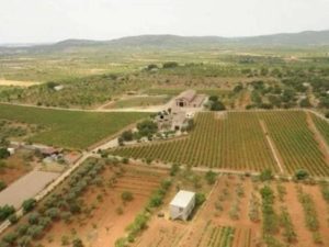 Bodegas, viñedos, olivos milenarios, algarrobos monumentales o casas peligran ante la construcción de la megaplanta fotovoltaica en Les Useres (Castellón)